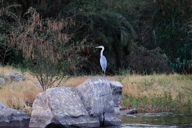 Private Half-Day Bird Watching Tour in Aswan - Timing, weather, and comfort