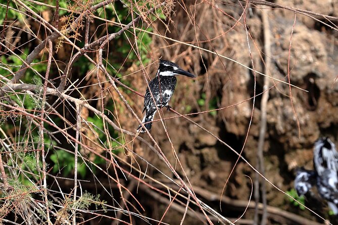 Private Half-Day Bird Watching Tour in Aswan - From your hotel to the Nile