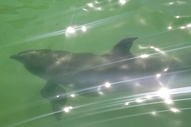 Private Island Paradise: Dolphin, Shelling, Birding Eco Boat Tour - Shelling on a quiet island beach