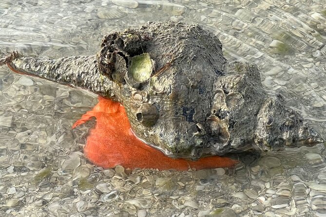 Private Island Paradise: Dolphin, Shelling, Birding Eco Boat Tour - Gulf water, weather, and comfort on board