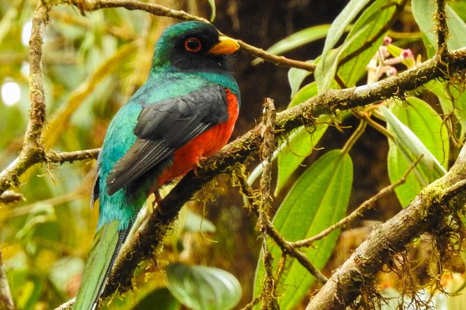 PRIVATE Mindo Cloud Forest tour - Butterflies in a forest-style enclosure