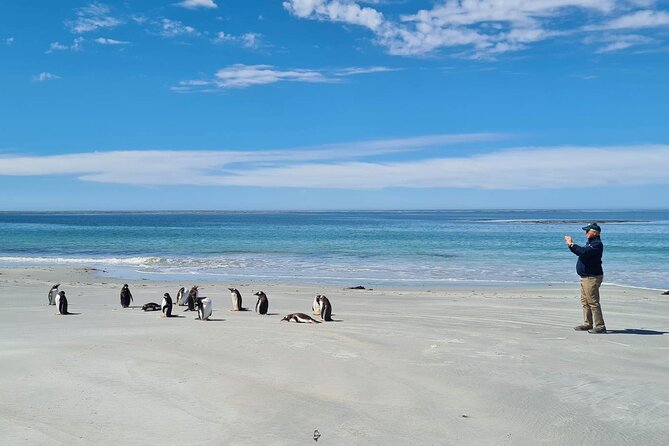 Private Penguin Paradise Tour: Penguins, Scenery & Stanley - Bertha’s Beach is the reason to book