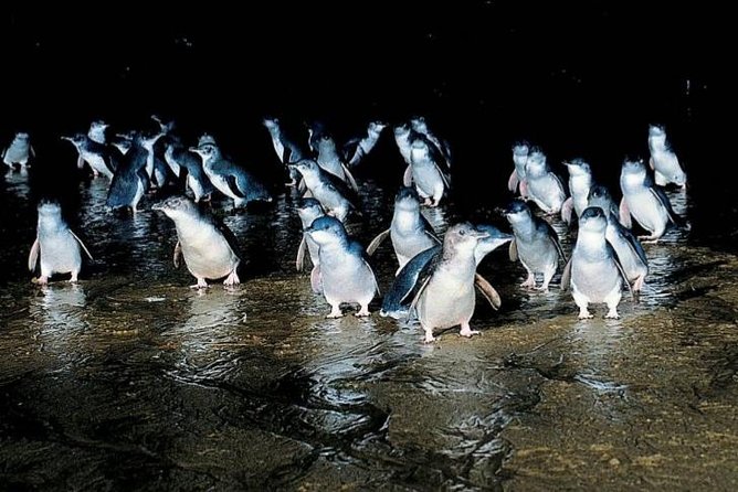 Private Phillip Island Penguin Parade Tour - Key points at a glance