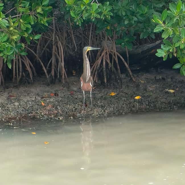 Private Ría Lagartos Boat Tour: Flamingos & Crocodiles - Is the $75 price good value?