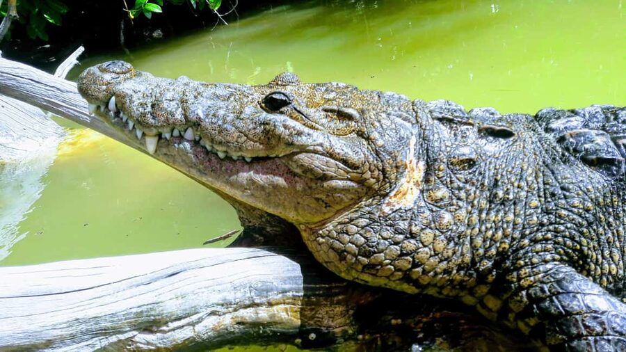 Private Ría Lagartos Boat Tour: Flamingos & Crocodiles - Through the mangrove channels