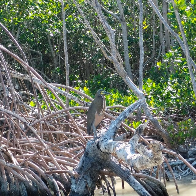 Private Ría Lagartos Boat Tour: Flamingos & Crocodiles - The traditional white-clay bath