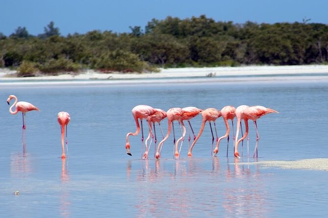 Private Rio Lagartos Flamingo and pink lakes - Why the pink lakes are only half the story