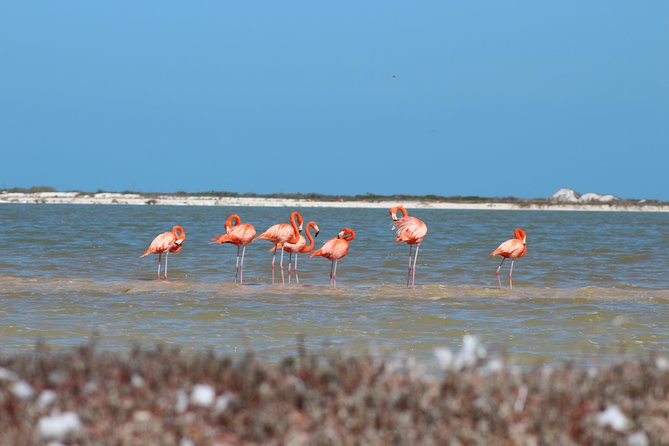 Private Rio Lagartos Flamingo and pink lakes - What the pink lakes add to the day
