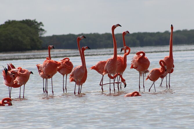 Private Rio Lagartos Flamingo and pink lakes - Is the private Rio Lagartos tour a good value?