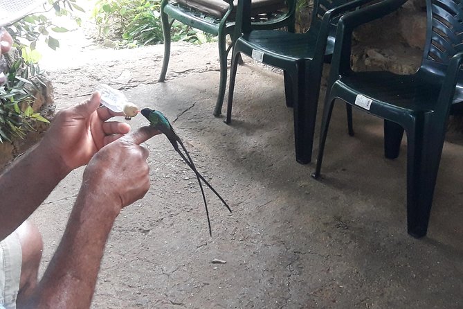 Private Rockland Bird Sanctuary Tour from Montego Bay - The Hummingbird Moment at Rockland Bird Sanctuary