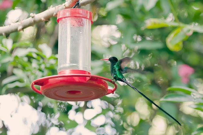 Private Rockland Bird Sanctuary Tour from Montego Bay - How the One-Hour Sanctuary Visit Works
