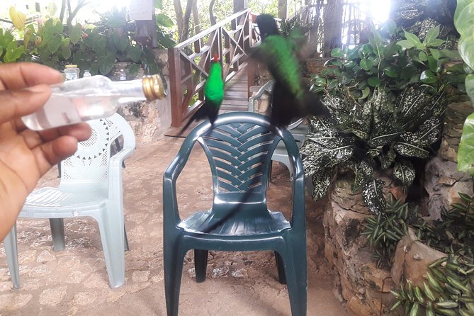 Private Rockland Bird Sanctuary Tour from Montego Bay - Who Will Enjoy This Jamaican Nature Stop