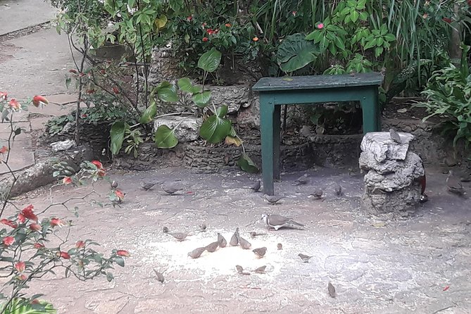 Private Rockland Bird Sanctuary Tour from Montego Bay - Guides, Hosts, and the Human Side of the Visit
