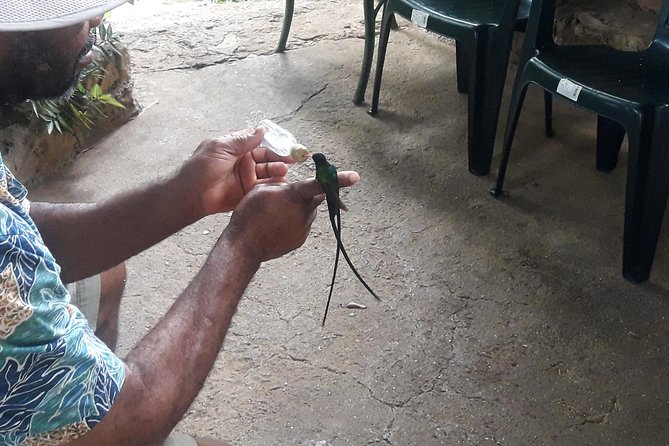 Private Rockland Bird Sanctuary Tour from Montego Bay - Timing, Weather, and What to Wear