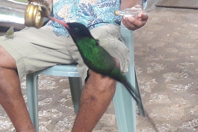 Private Rockland Bird Sanctuary Tour from Montego Bay - The Drive From Montego Bay