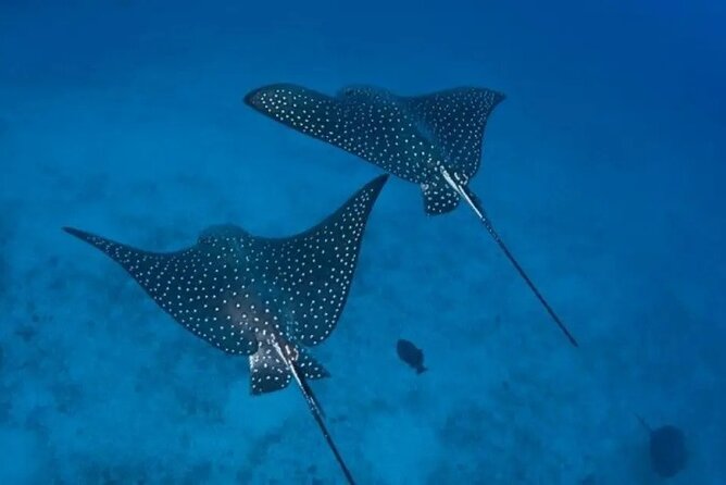 Private Snorkeling Tour by boat in Flamingo Beach - A private morning from Playa Flamingo