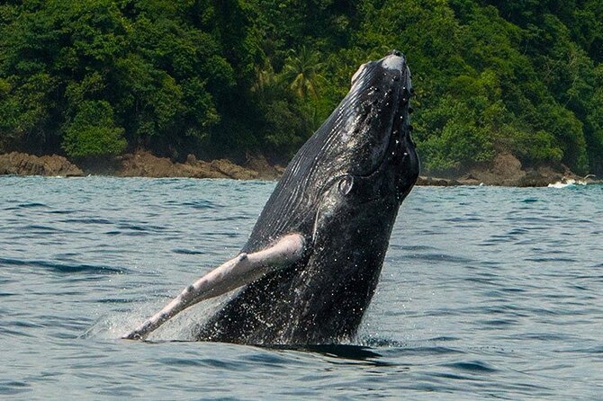 Private Snorkeling Tour by boat in Flamingo Beach - What can make the morning special