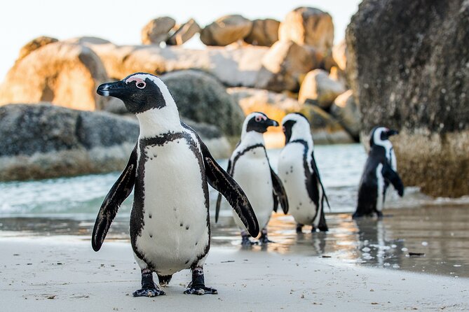 Private Table Mountain Penguins & Cape Point Tour from Cape Town - Hout Bay and the optional Seal Island cruise