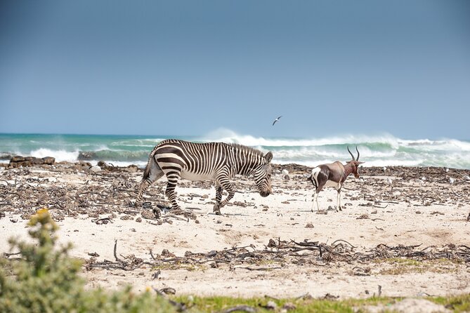 Private Table Mountain Penguins & Cape Point Tour from Cape Town - Cape Point Vineyards and the Sauvignon Blanc tasting