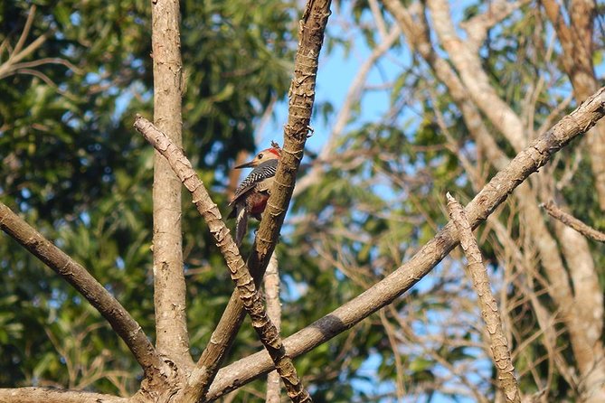 Private Tour: Birdwatching Cozumel Island - Meeting Elvis Jimenez at 6:00 am