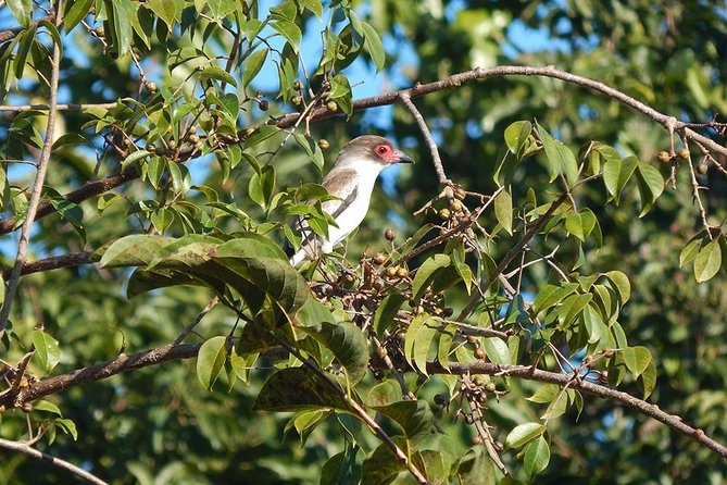 Private Tour: Birdwatching Cozumel Island - What the four-hour route gives you