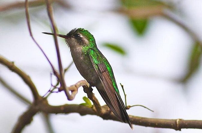 Private Tour: Birdwatching Cozumel Island - Practical preparation for the morning