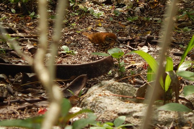 Private Tour: Birdwatching from Cancun - A private group changes the morning