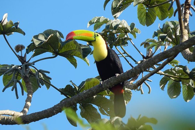 Private Tour: Birdwatching from Cancun - What the guides add