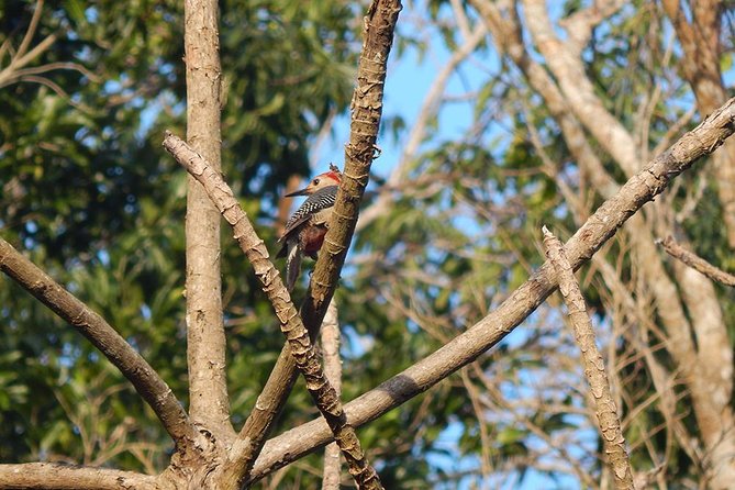 Private Tour: Birdwatching from Cancun - How difficult is the walking?