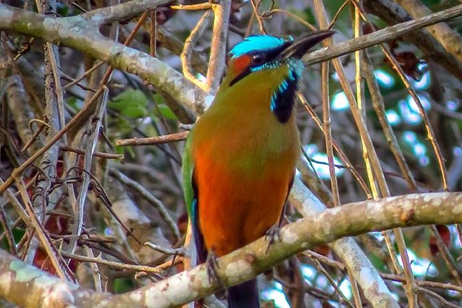 Private Tour: Birdwatching from Cancun - Into the Mayan jungle