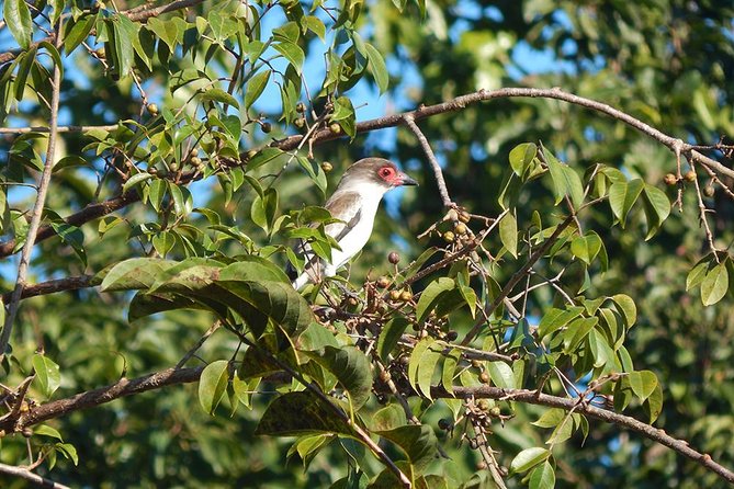 Private Tour: Birdwatching Playa del Carmen - The best fit for this private outing