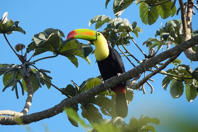 Private Tour: Birdwatching Playa del Carmen - Booking details and cancellation flexibility