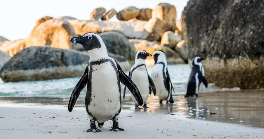 Private Tour:Cape of Good Hop>Chapman’s >Penguin>Seal island - Camps Bay and the Atlantic Seaboard