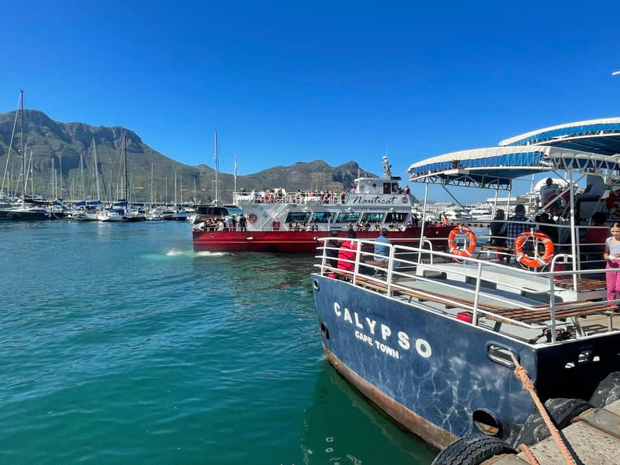 Private Tour:Cape of Good Hop>Chapman’s >Penguin>Seal island - Lunch at Two Oceans and the Cape of Good Hope