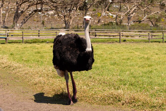 Private Tour: Cape of Good Hope and Boulders Beach Penguin Tour - What the private format is really worth