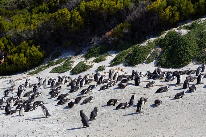Private Tour: Cape of Good Hope and Boulders Beach Penguin Tour - Timing, comfort, and what to bring