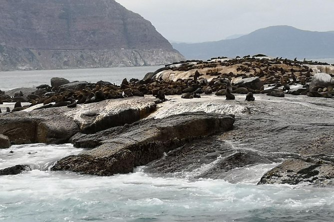 Private Tour: Cape of Good Hope Cape Point Penguins Kirstenbosch - What the private format is worth