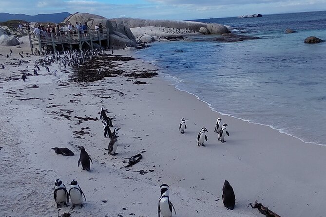 Private Tour : Cape of Good Hope,Penguin Colony& Muizenberg Beach - Chapman’s Peak is the scenic road highlight