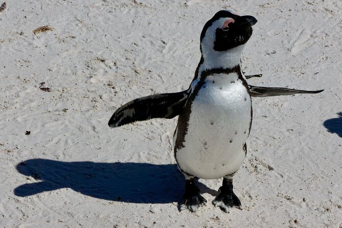 Private Tour : Cape of Good Hope,Penguin Colony& Muizenberg Beach - Noordhoek Farm Village is a practical food break