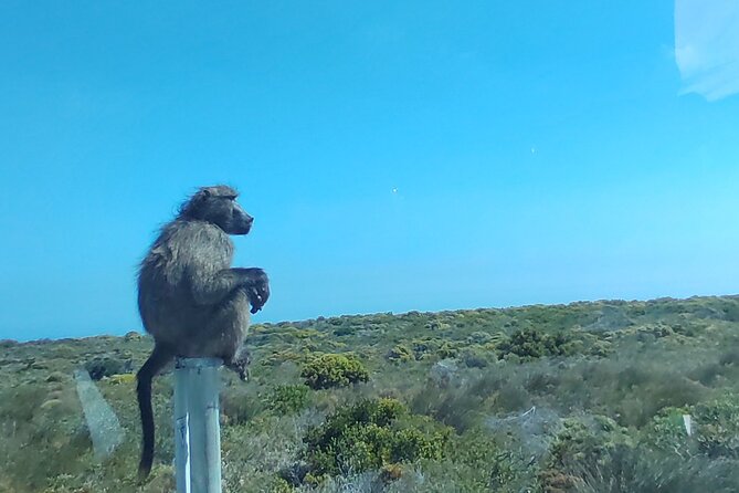 Private Tour : Cape of Good Hope,Penguin Colony& Muizenberg Beach - Bo-Kaap gives the morning a human beginning