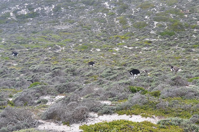 Private Tour Cape of Good Hope & Penguins Sightseeing Full day - From Bo-Kaap colors to the Cape Peninsula
