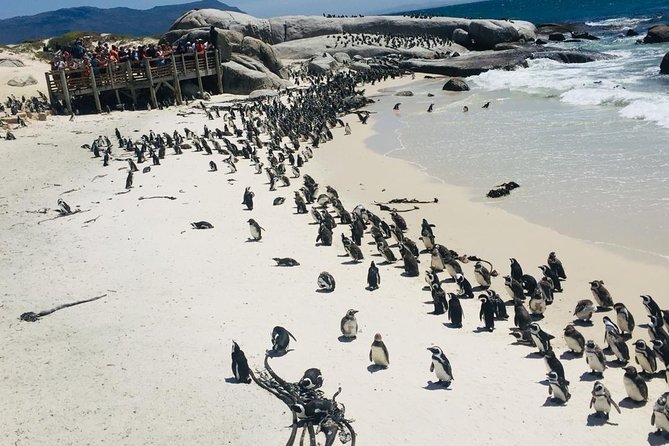Private Tour Cape of Good Hope & Penguins Sightseeing Full day - Hout Bay and the optional seal-island boat