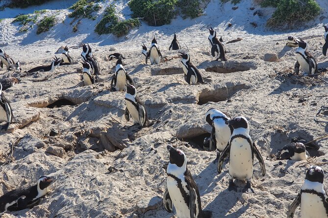 Private Tour Cape of Good Hope & Penguins Sightseeing Full day - Boulders Beach and the African penguins