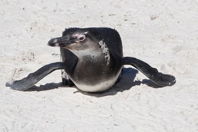 Private Tour Cape of Good Hope with Penguins - What the private vehicle changes