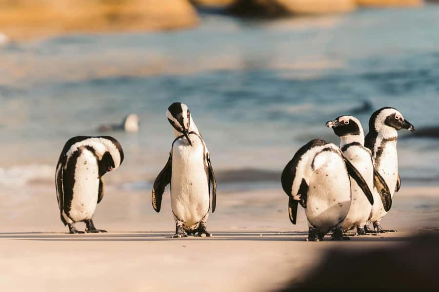 Private Tour: Cape Point, Penguins, Chapmans Peak & more... - Hout Bay and the optional Seal Island cruise