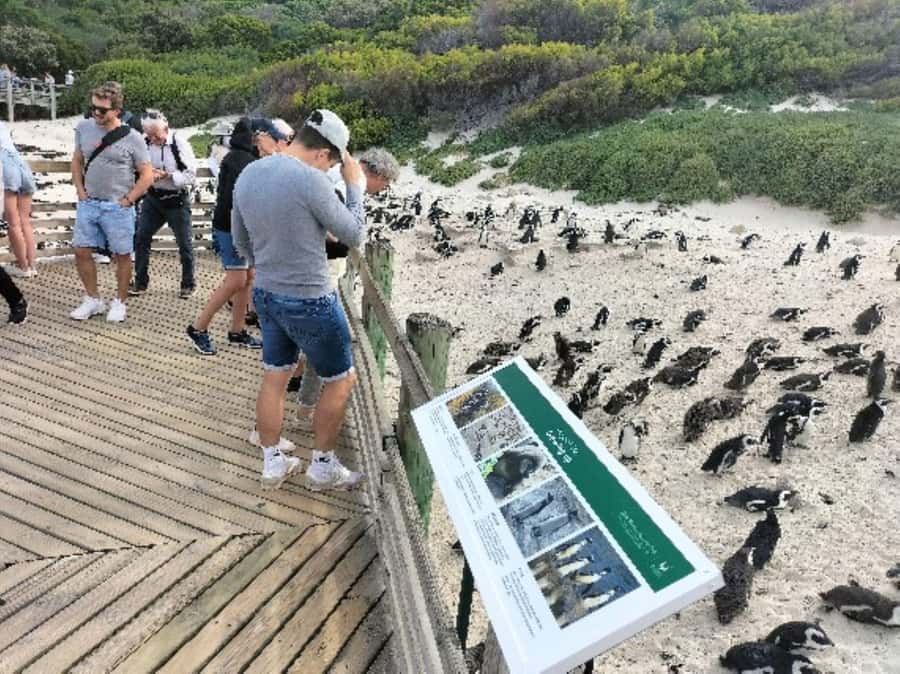 Private Tour: Cape Point, Penguins, Chapmans Peak & more... - Simons Town, lunch, and Just Nuisance