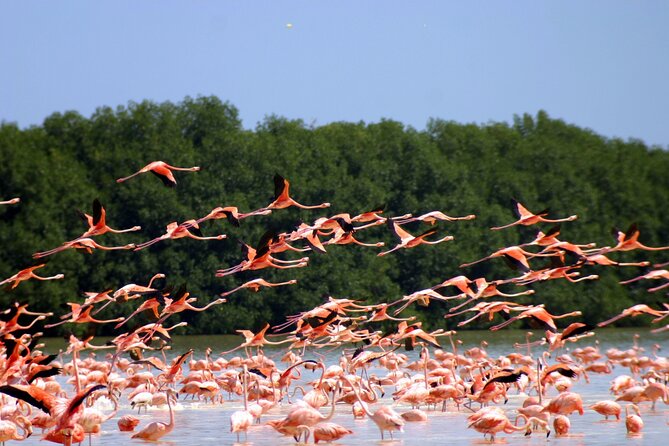 Private Tour Celestun Flamingo Watching and Beach - Why Celestún is worth the long ride from Merida