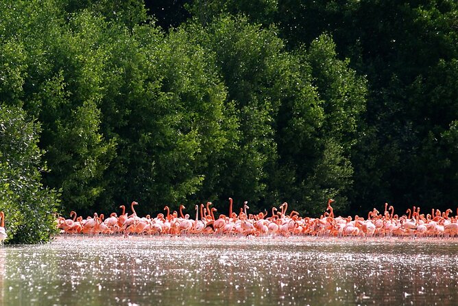 Private Tour Celestun Flamingo Watching and Beach - The 1 hour 30 minute boat ride through the reserve