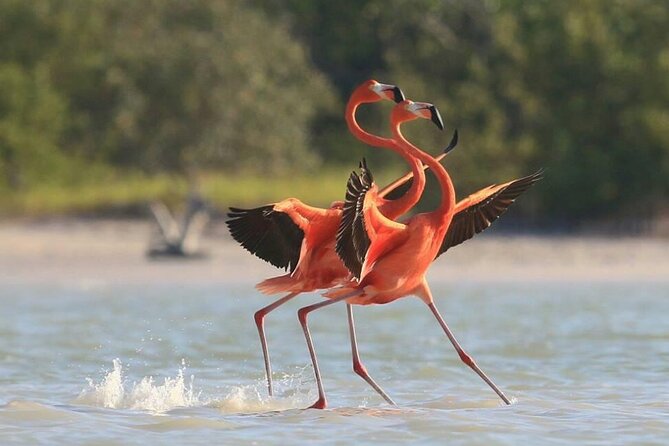 Private Tour Celestun Flamingo Watching and Beach - Playa Norte: seafood, swimming, and unhurried time