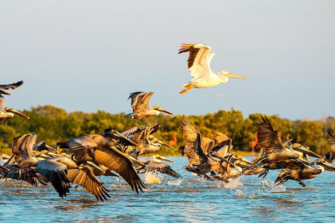 Private Tour Celestun Flamingo Watching and Beach - Who will enjoy this day most